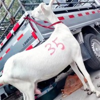 農村散養薩能奶山羊 養殖成年產奶羊 公母羊均有須